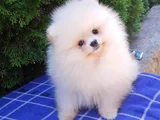 Ayi Surat Kalin Pati̇ Orji̇nal Pomeri̇an Boo
