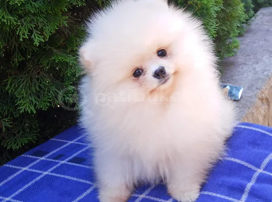 Ayi Surat Kalin Pati̇ Orji̇nal Pomeri̇an Boo görsel