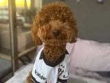 8 Aylik Safkan Çi̇pli̇ Ve Aşilari Tam