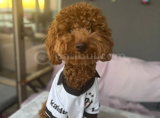 8 Aylik Safkan Çi̇pli̇ Ve Aşilari Tam görsel