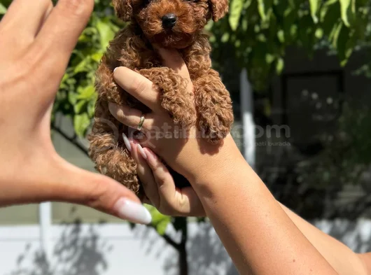 Toy poodle ped eğitimli sağlık ve ırk garantili