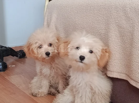 Tatlış Maltipoo Bebeklerr