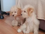 Tatlış Maltipoo Bebeklerr