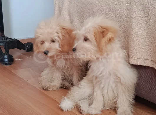 Tatlış Maltipoo Bebeklerr görsel