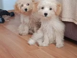 Tatlış Maltipoo Bebeklerr