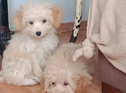 Tatlış Maltipoo Bebeklerr görsel