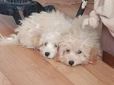 Tatlış Maltipoo Bebeklerr