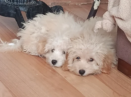 Tatlış Maltipoo Bebeklerr görsel
