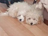 Tatlış Maltipoo Bebeklerr