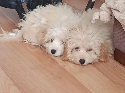 Tatlış Maltipoo Bebeklerr görsel