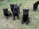 Aranan kan hattı A kalite malinois yavrular