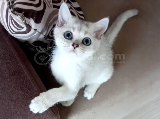 Muhteşem British Shorthair Yavrular görsel