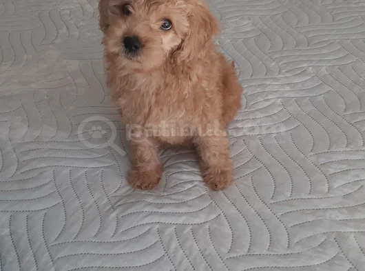 3Buçuk Aylık Erkek Aşı Masrafı Olmayan Uyguna Verilecektir görsel
