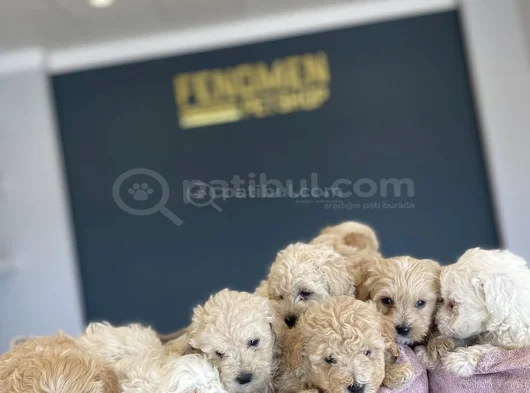 Tr Ni̇n En Güzel Malti̇po Yavrulari Renk Renk Ankara görsel