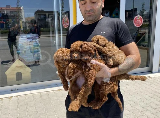 Renk Renk Orji̇nal Toy Poodle Yavrularimiz Güncel Ankara görsel
