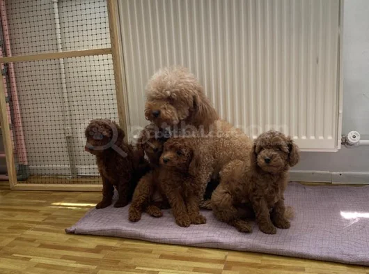 Renk Renk Orji̇nal Toy Poodle Yavrularimiz Güncel Ankara görsel