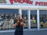 Renk Renk Orji̇nal Toy Poodle Yavrularimiz Güncel Ankara