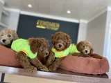 RENK RENK ORJİNAL TOY POODLE YAVRULARIMIZ GÜNCEL ANKARA