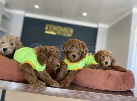 Renk Renk Orji̇nal Toy Poodle Yavrularimiz Güncel Ankara