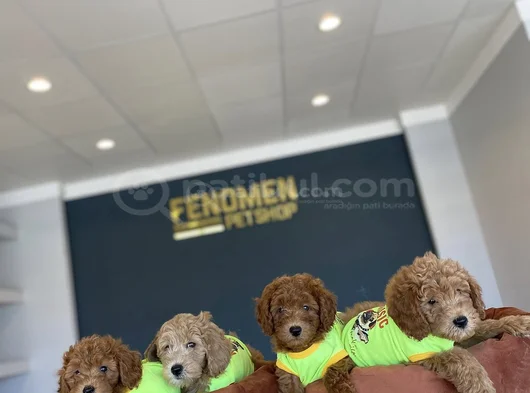 Renk Renk Orji̇nal Toy Poodle Yavrularimiz Güncel Ankara görsel
