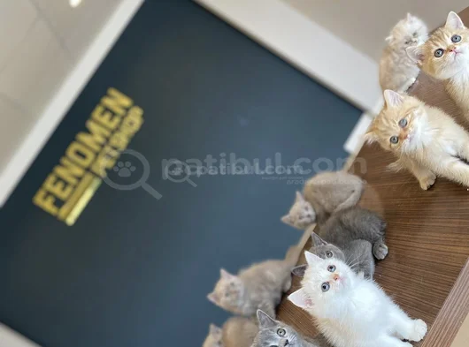 Kedi̇ci̇den Renk Renk British Shorthair Yavrulari Ankara görsel