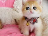 Scr Li Anne Babadan Golden Ny12 British Shorthair