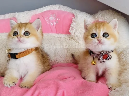 Scr Li Anne Babadan Golden Ny12 British Shorthair görsel