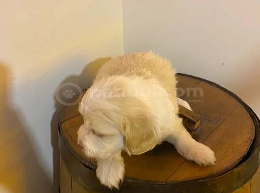 Topaç Gibi Maltipoo Bebeğimiz görsel