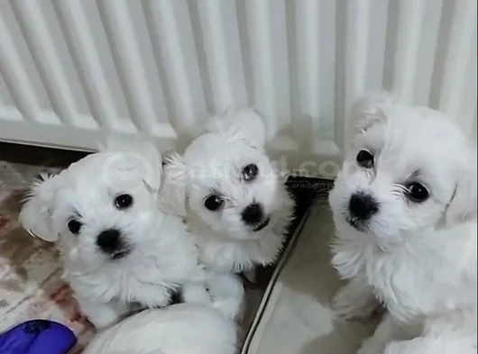 Maltese Terrier Bebişler görsel