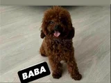 Toy Poodle Safkan Ev Ortamında
