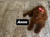 Toy Poodle Safkan Ev Ortamında