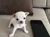 Teacup Chi̇vava