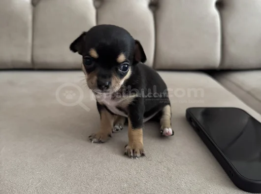 Teacup Chi̇vava görsel
