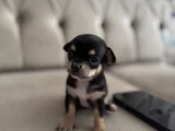Teacup Chi̇vava