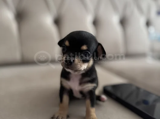 Teacup Chi̇vava görsel