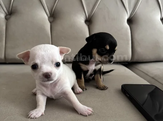 Teacup Chi̇vava