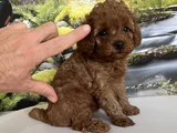 Çok Tatlı teacup poodle yavrusu