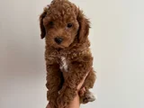 Yavru Poodle