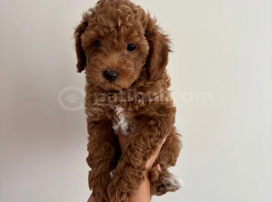 Yavru Poodle görsel