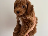 YAVRU POODLE