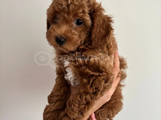 Yavru Poodle