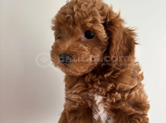 Yavru Poodle görsel