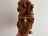 Yavru Poodle