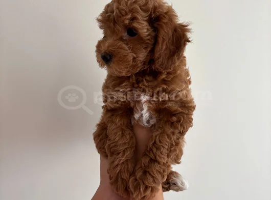 Yavru Poodle görsel