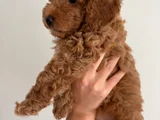 Yavru Poodle