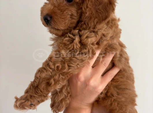 Yavru Poodle görsel