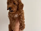 Yavru Poodle