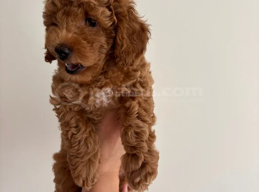 Yavru Poodle görsel