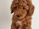 Yavru Poodle