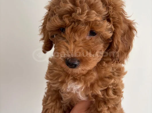Yavru Poodle görsel